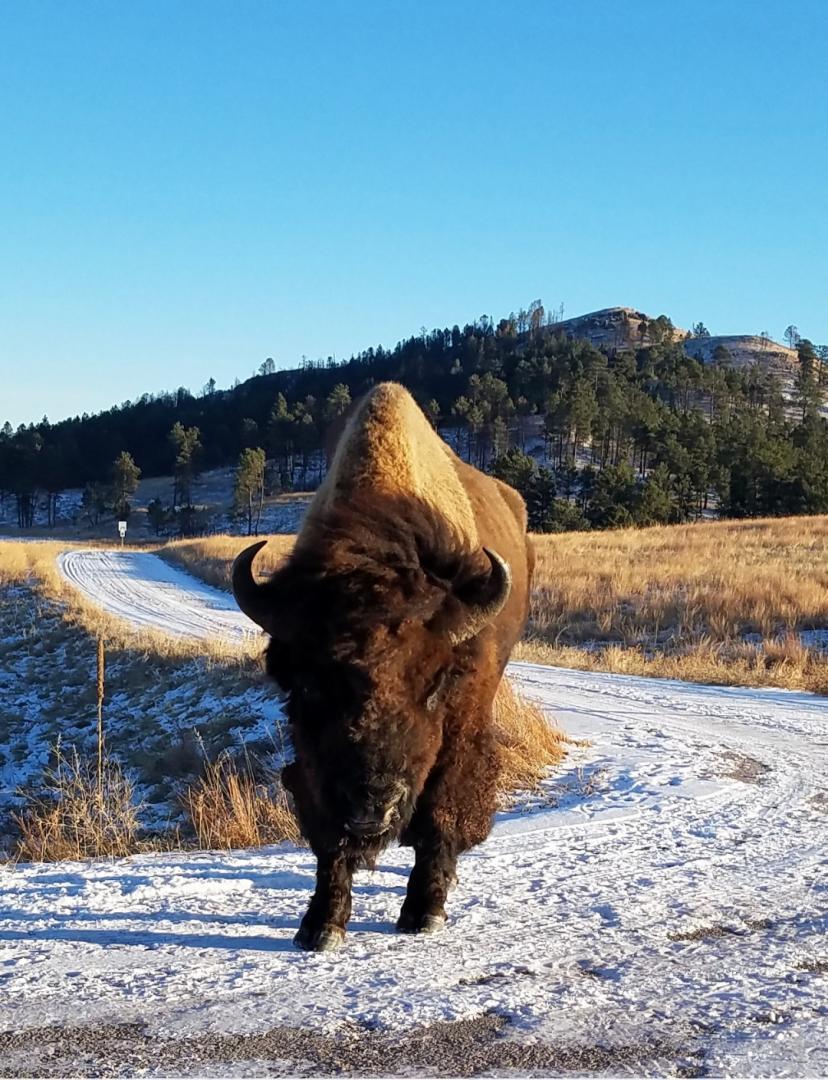 Snowy bison