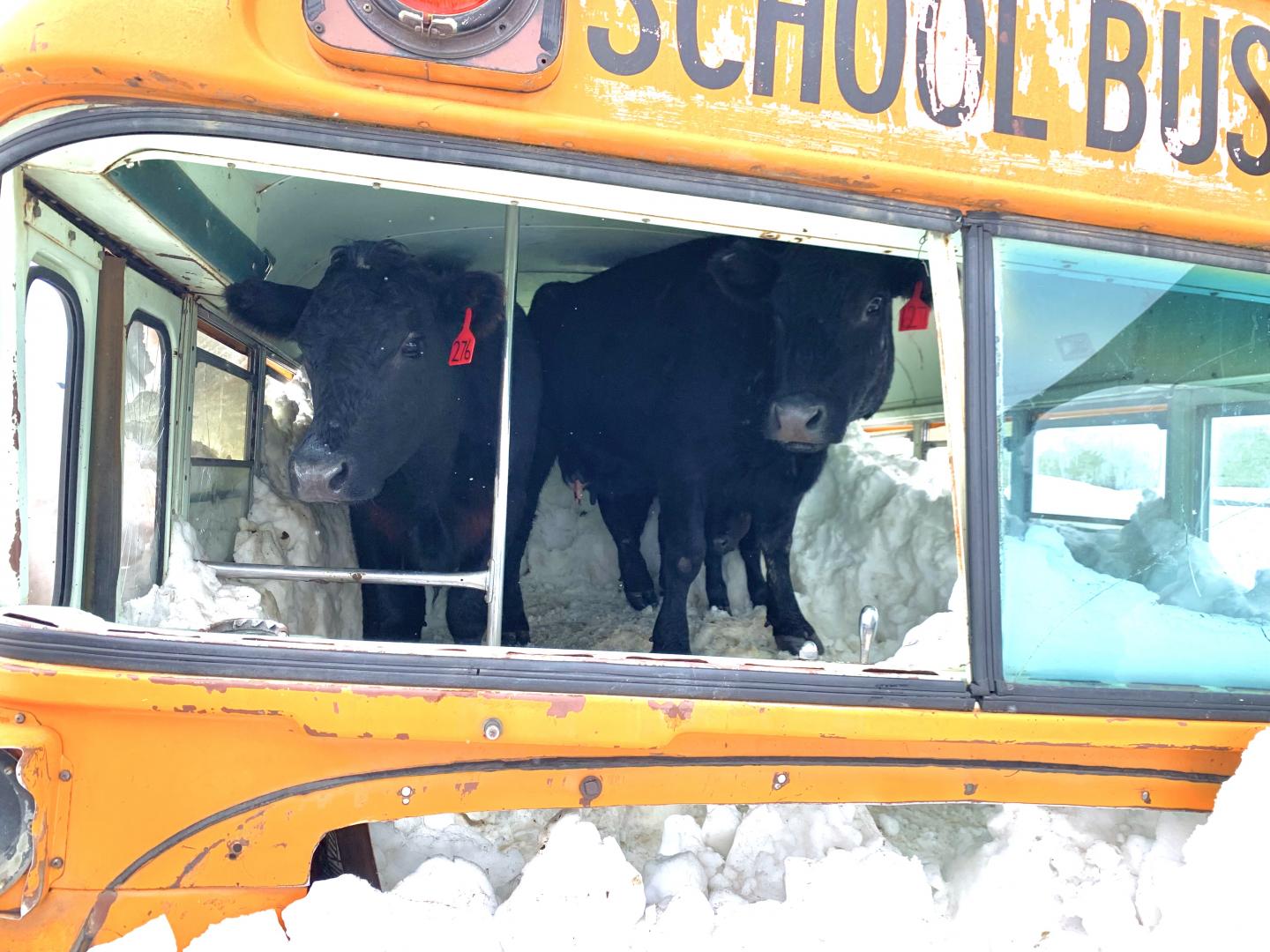 Cows on bus